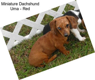 Miniature Dachshund Uma - Red