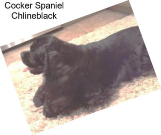 Cocker Spaniel Chlineblack