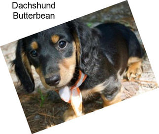 Dachshund Butterbean