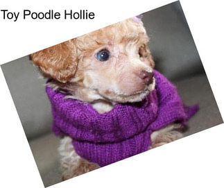Toy Poodle Hollie