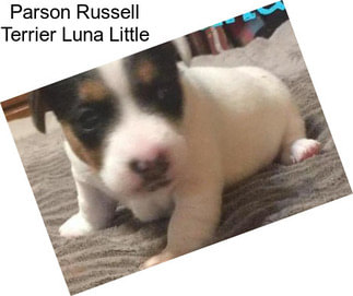 Parson Russell Terrier Luna Little