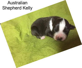 Australian Shepherd Kelly