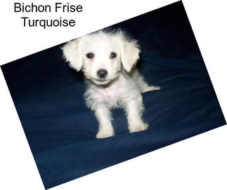 Bichon Frise Turquoise