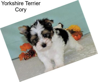 Yorkshire Terrier Cory