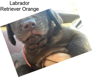 Labrador Retriever Orange