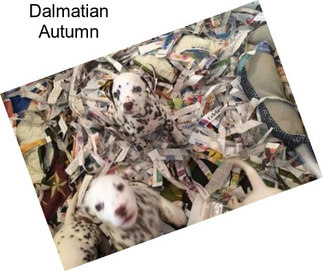 Dalmatian Autumn