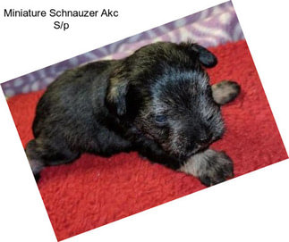 Miniature Schnauzer Akc S/p