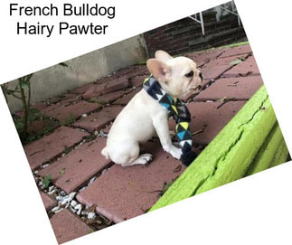 French Bulldog Hairy Pawter