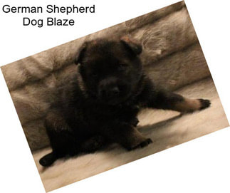 German Shepherd Dog Blaze