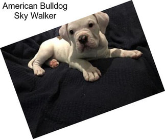 American Bulldog Sky Walker