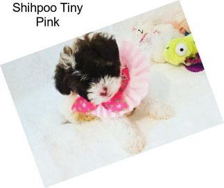 Shihpoo Tiny Pink