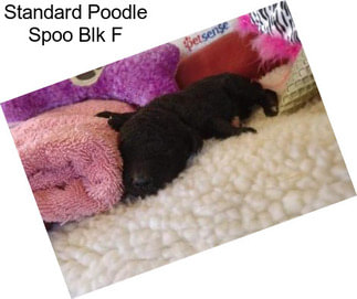 Standard Poodle Spoo Blk F