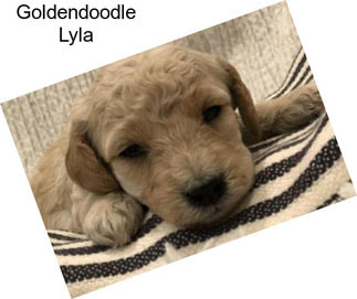 Goldendoodle Lyla