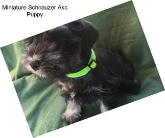 Miniature Schnauzer Akc Puppy