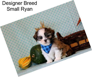 Designer Breed Small Ryan