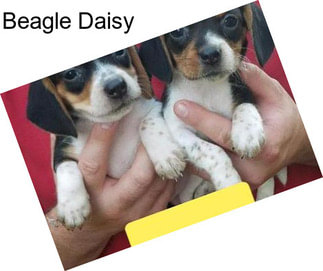 Beagle Daisy