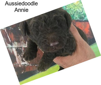 Aussiedoodle Annie