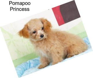 Pomapoo Princess