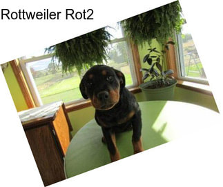 Rottweiler Rot2