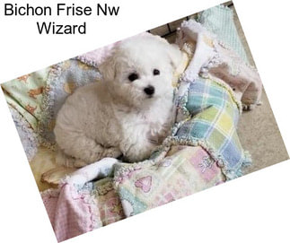 Bichon Frise Nw Wizard