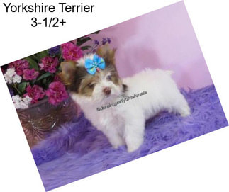 Yorkshire Terrier 3-1/2+