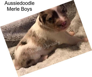 Aussiedoodle Merle Boys