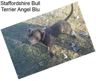 Staffordshire Bull Terrier Angel Blu