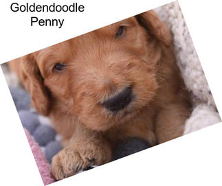 Goldendoodle Penny