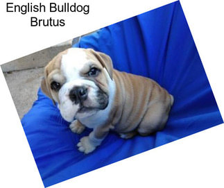 English Bulldog Brutus