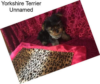 Yorkshire Terrier Unnamed