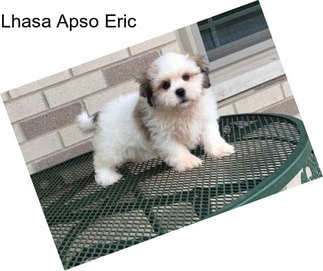 Lhasa Apso Eric