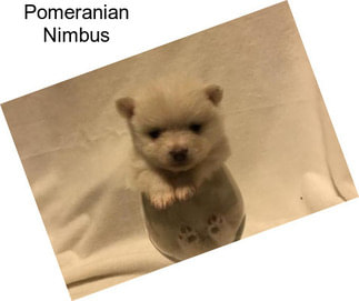 Pomeranian Nimbus