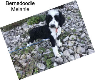 Bernedoodle Melanie