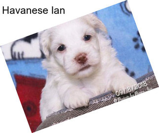 Havanese Ian