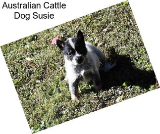 Australian Cattle Dog Susie