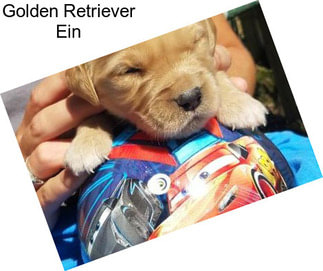 Golden Retriever Ein