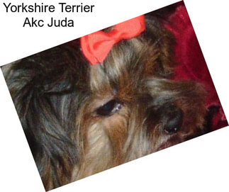 Yorkshire Terrier Akc Juda
