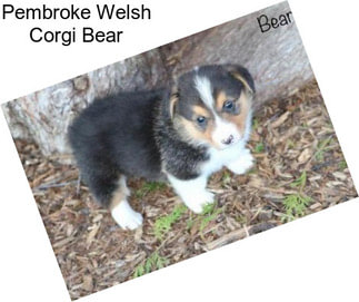 Pembroke Welsh Corgi Bear