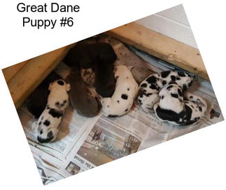 Great Dane Puppy #6