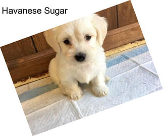 Havanese Sugar