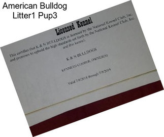 American Bulldog Litter1 Pup3