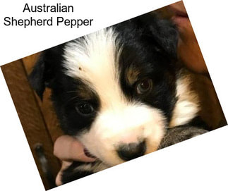 Australian Shepherd Pepper