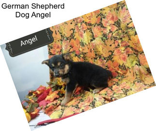 German Shepherd Dog Angel