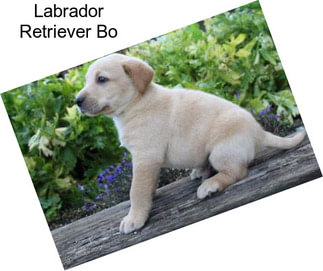 Labrador Retriever Bo