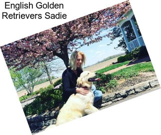 English Golden Retrievers Sadie