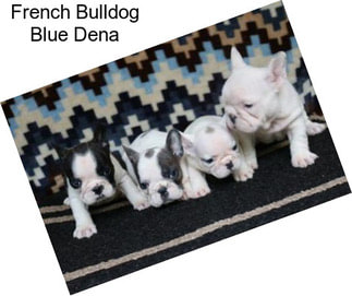 French Bulldog Blue Dena