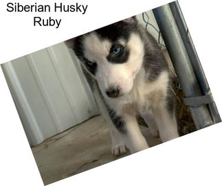 Siberian Husky Ruby