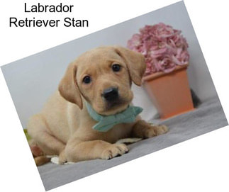 Labrador Retriever Stan