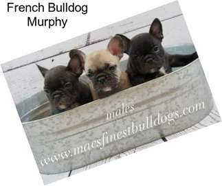 French Bulldog Murphy