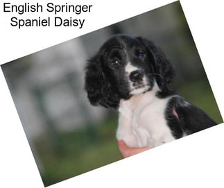 English Springer Spaniel Daisy